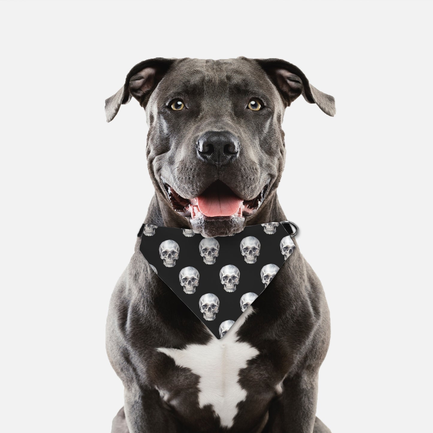 Skull Collar Pet Bandana Blk (LG & XL)