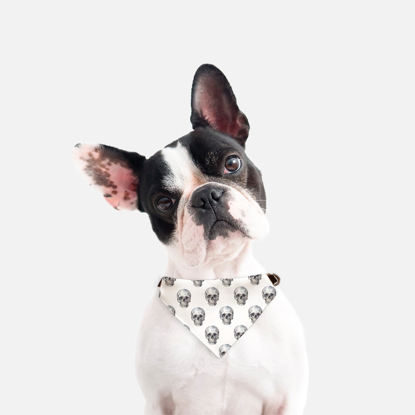 Skull Collar Pet Bandana Wht (Sm & Med)