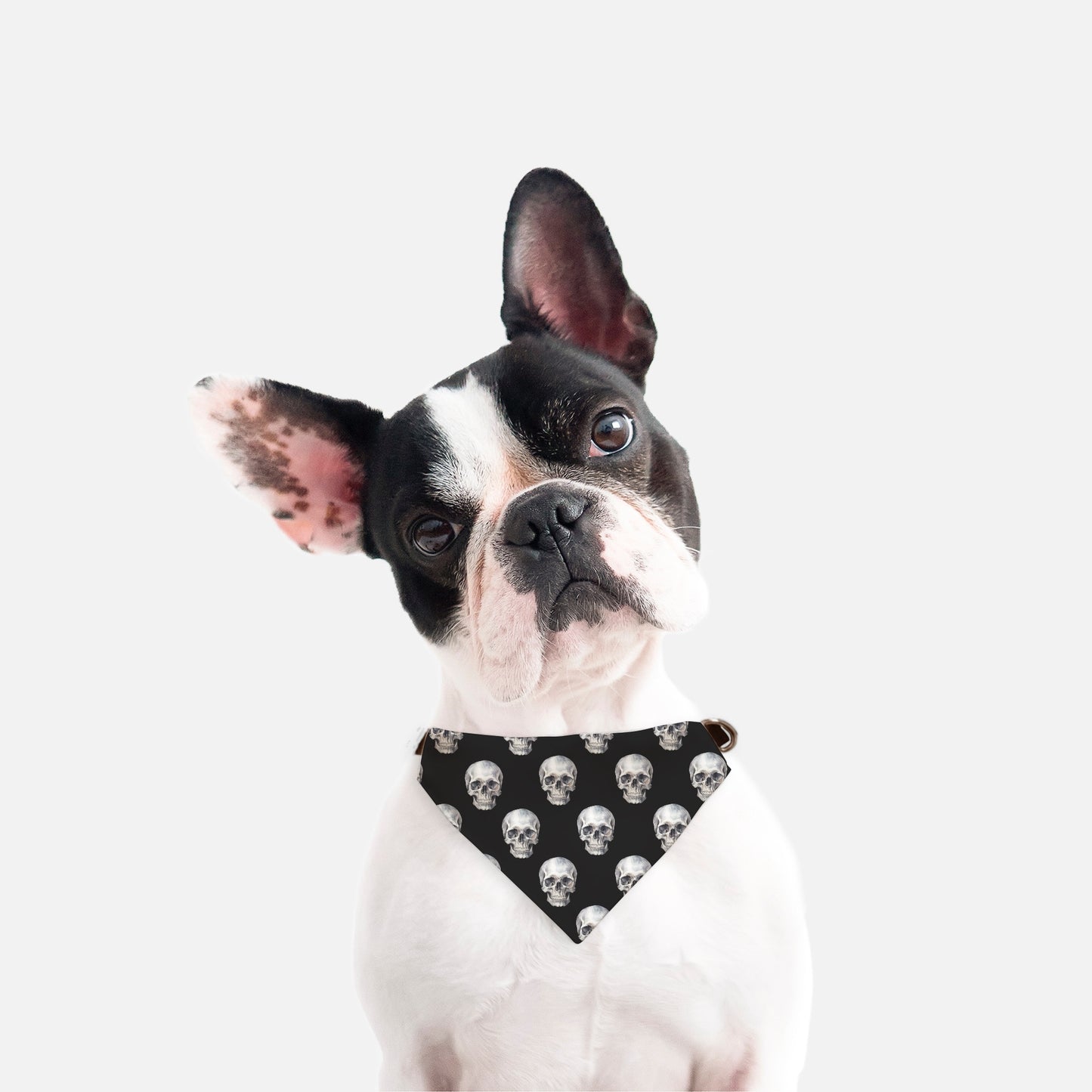 Skull Collar Pet Bandana Blk (Sm & Med)